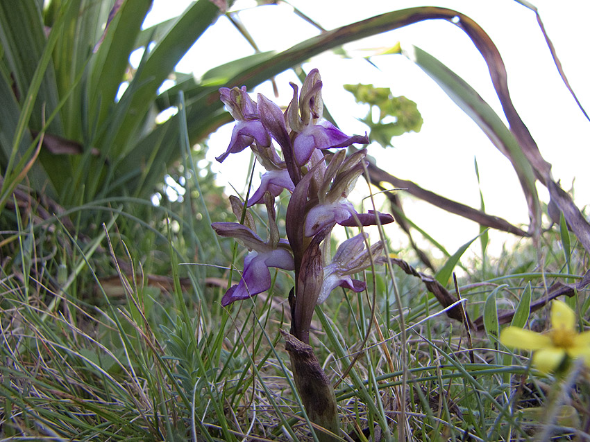 Orchidee Alta Murgia